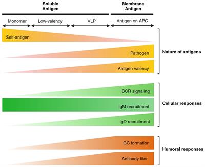 Both sides now: evolutionary traits of antigens and B cells in tolerance and activation